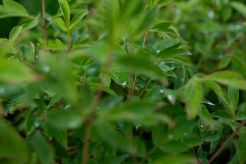 green leaves in the garden
