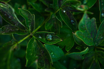 green leaves in the garden
