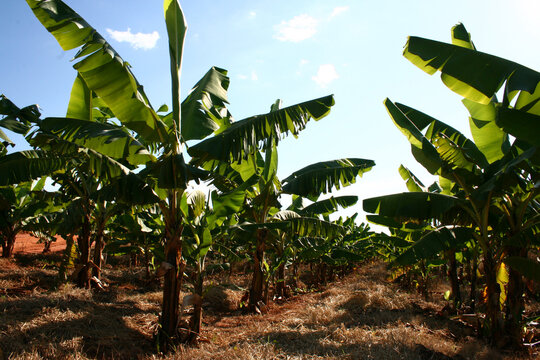 Bananas on the banana plant bananal with green leaves and blue sky