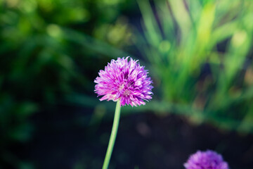 purple flowers in the garden