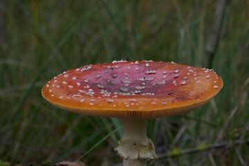The cap of a fly agaric in the grass, up close.	