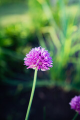 purple flowers in the garden