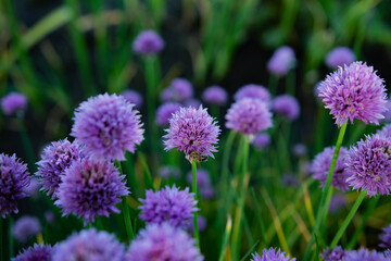 purple flowers in the garden