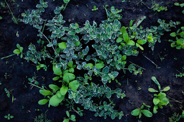 plants in the garden