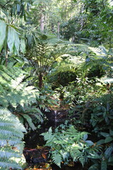 Fougères, parc floral de l'île de Penang, Malaisie