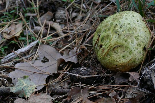 Bovista in the middle of nature. Agaricales.