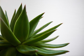 Fototapeta na wymiar Close-up of green succulent plant on white background. Tranquil and minimalist scene. Space for text. 