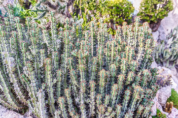 Cultivation of cactus and succulent plants inside a botanical garden