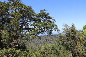 Forêt de la colline de Penang, Malaisie