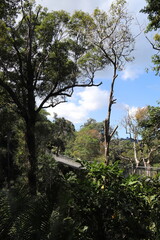 Forêt, colline de Penang, Malaisie	