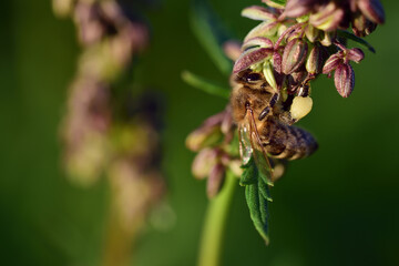 Fototapeta premium A small honey bee collects pollen and honey from a canabis flower