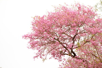 Lapacho rosado en Corrientes