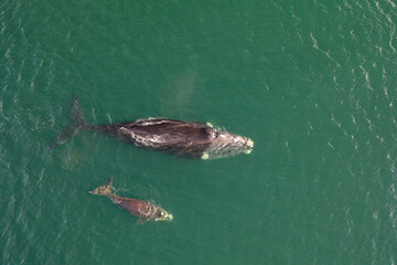 Naklejka premium Overhead aerial view of a Southern Right Whale and her calf in the waters off of Cape Town, South Africa. 
