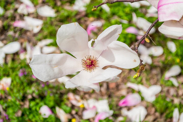 Magnolia flower
