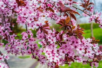 Close-up of a flowering branch of wild cherry tree