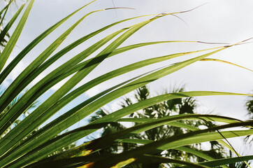 green palm tree Florida