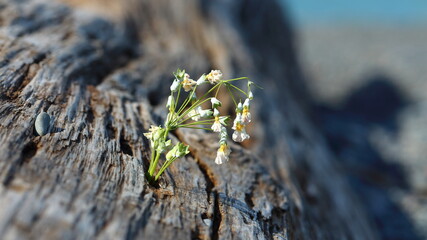 Macro of small young white flowering plant in spring, growing in driftwood on beach, in Napier, NZ