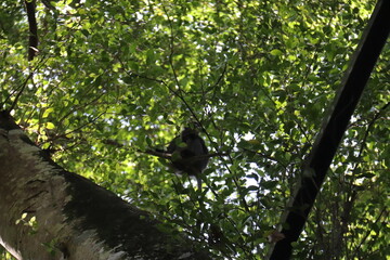 Singe dans la canopée, parc floral de l'île de Penang, Malaisie