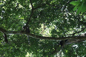 Singe dans la canopée, parc floral de l'île de Penang, Malaisie