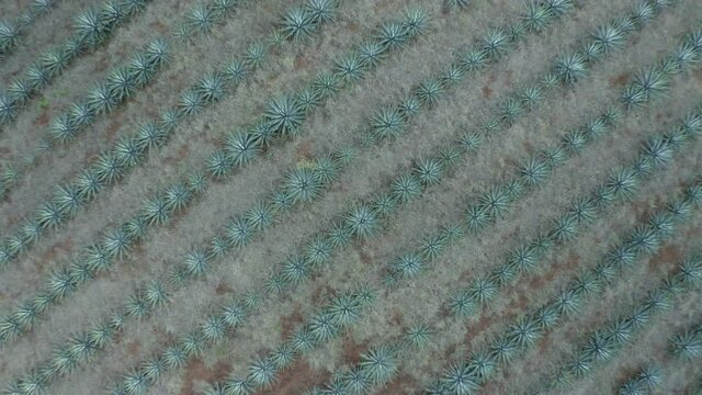 Aerial top view of green Agave tequilana growing at farm, drone ascending over plants on field