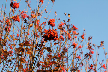 branches of a mountain ash against the sky