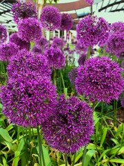 Ballon Flowers in the park, Moscow 