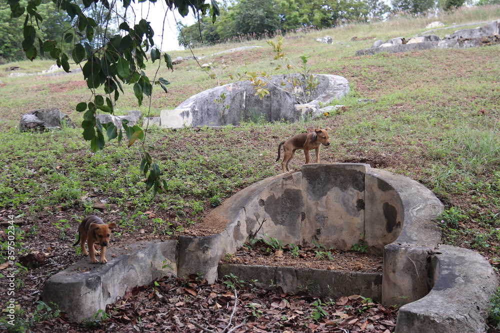 Wall mural Chiens sur une tombe du cimetière Bukit Cina à Malacca, Malaisie	