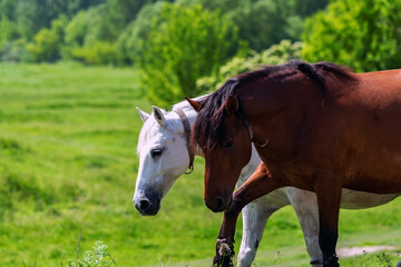 Naklejka na ściany i meble Brown and white horses graze in the meadow