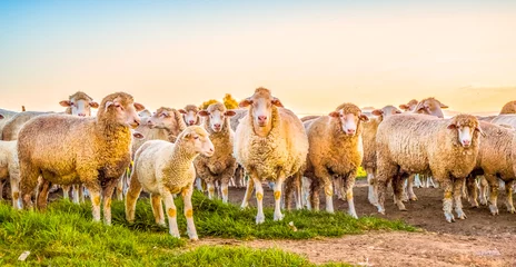 Ingelijste posters Cute Merino sheep in a farm pasture land in South Africa © shams Faraz Amir