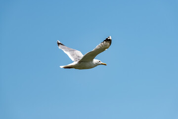 Steppe gull in flight on a background of blue sky