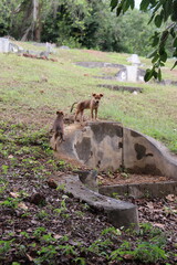 Chiens sur une tombe du cimetière Bukit Cina à Malacca, Malaisie