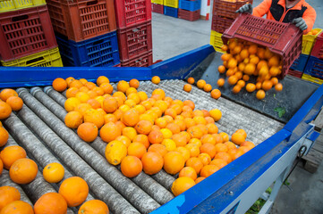 The production line of citrus fruits: a worker unloading boxes full of tarocco oranges in a roll...