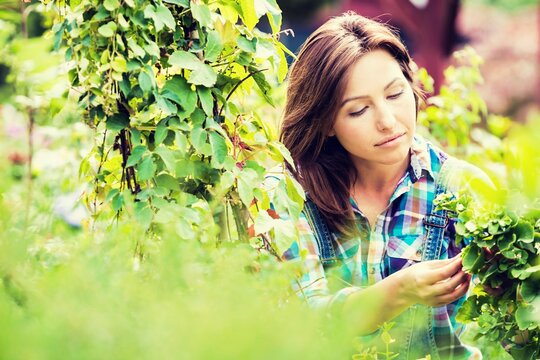 Gardener Working At Garden Centre