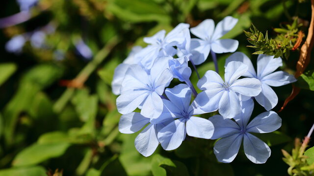 Blue Jasmine