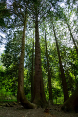 Mammutbaum, Seauoioidae, Baum mit 6 Austrieben im öffentlichen Obstgut in Baden-Baden