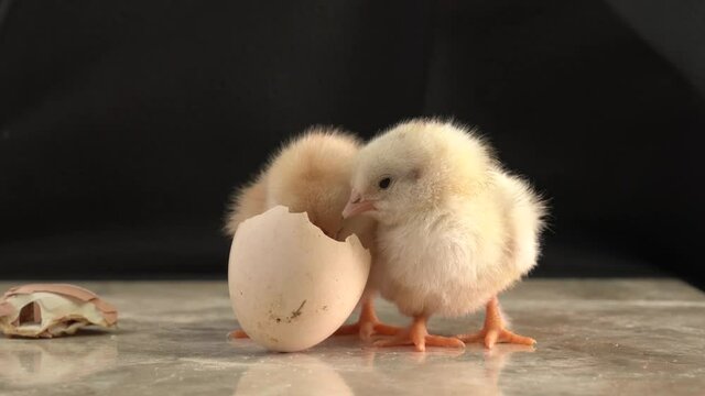 Two hatched yellow funny chicks walk near the eggs in black background. Two sleepy and tired yellow chicks on ground. Two very sweet chicks on floor.