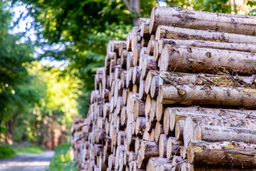 Brennholz, Holzstamm im Wald, Baumstamm