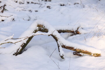 Branches covered with a layer of  snow. Beautiful pattern. The Netherlands, Europe.