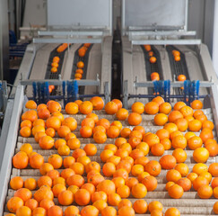 The production line of citrus fruits: tarocco oranges during the fruit processing cycle