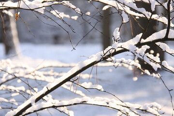 Branches covered with snow. Beautiful pattern. The Netherlands, Europe.