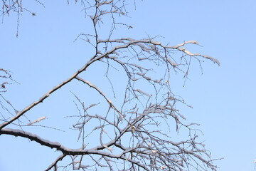 Branches covered with a layer of snow. Beautiful pattern. The Netherlands, Europe.