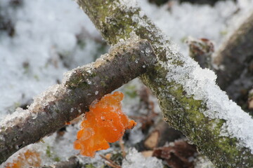Yellow vibratory mushroom on a branch covered with a layer of snow.
