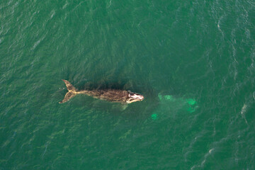 Overhead aerial view of a Southern Right Whale and her calf in the waters off of Cape Town, South Africa. 