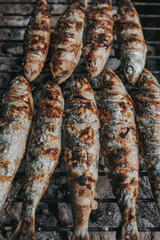 Grilled sardines