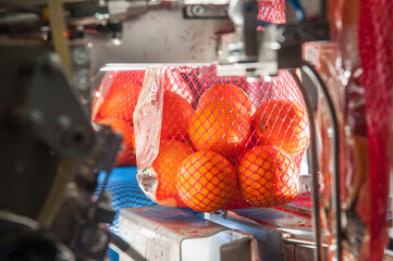 Tarocco oranges in the netting machine during the final packaging phase