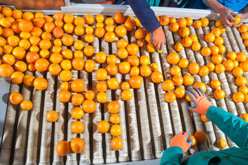 The production line of citrus fruits: a worker unloading boxes full of tarocco oranges in a roll conveyor belt