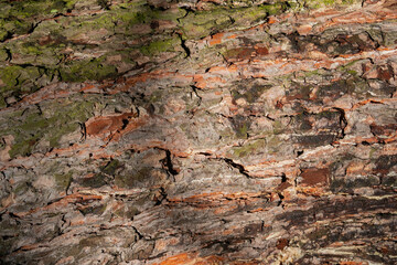 Textural background of tree bark. Wooden photo wallpaper. Natural background.