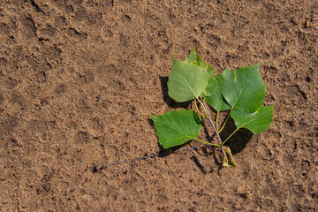 Texture of earth and sand and small stones after rain. With fallen leaves.
