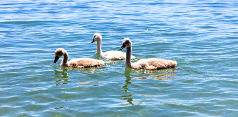 Schwanfamilie mit Babys am Bodensee in Konstanz