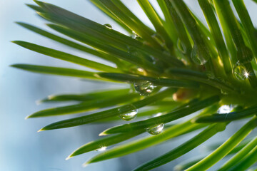 Drops growths on coniferous needles. In the morning in the sunlight after rain. Macro shot.
